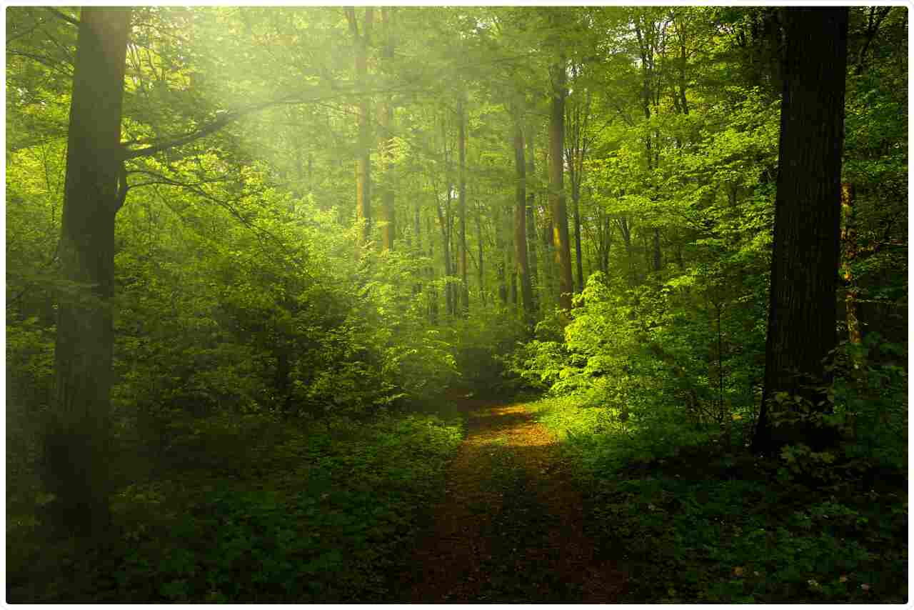 Pathway winding through an autumn forest, surrounded by trees with brilliant orange leaves